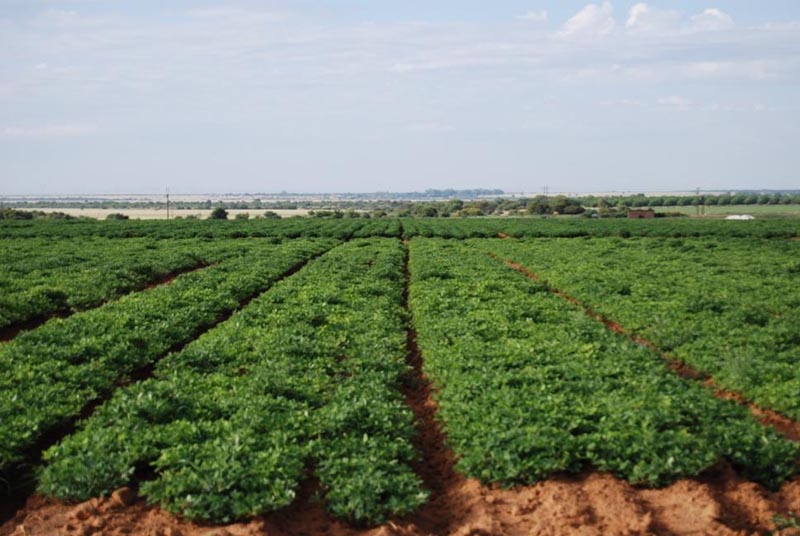 Free state Farmer very satisfied with seed spacing on his Monosem Planter. 1