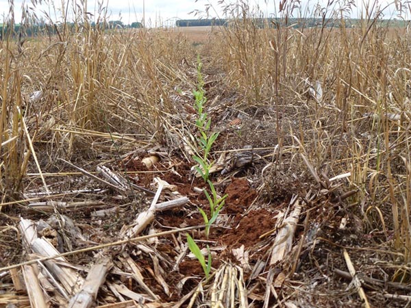 No-Till maize planted with a Monosem in Natal