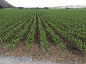 Plant with a Monosem Twin-Row for higher returns 2 Plant with a Monosem Twin-Row for higher returns 2