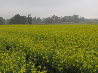 Natal Farmer has success with planting Canola with his Monosem No till planter 8 Natal Farmer has success with planting Canola with his Monosem No till planter 8