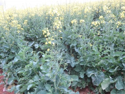 Natal Farmer has success with planting Canola with his Monosem No till planter 7 Natal Farmer has success with planting Canola with his Monosem No till planter 7