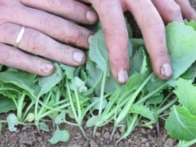 Natal Farmer has success with planting Canola with his Monosem No till planter 5 Natal Farmer has success with planting Canola with his Monosem No till planter 5