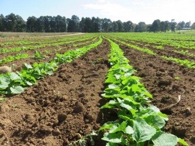 Natal Farmer has success with planting Canola with his Monosem No till planter 6 Natal Farmer has success with planting Canola with his Monosem No till planter 6