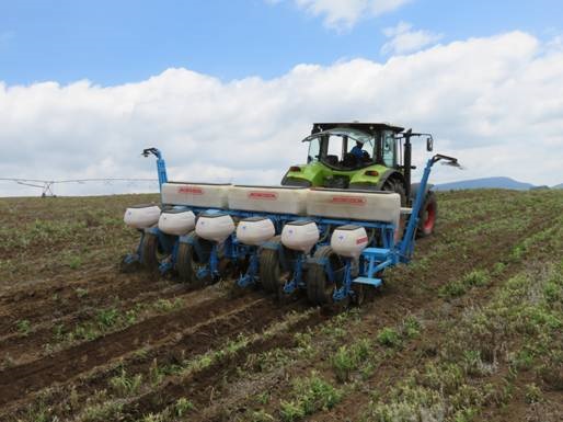 Natal Farmer has success with planting Canola with his Monosem No till planter 2